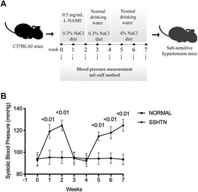 Salt-Sensitive Hypertension Induces Osteoclastogenesis and Bone Resorption via Upregulation of Angiotensin II Type 1 Receptor Expression in Osteoblasts